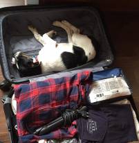 Jasper reist im Koffer