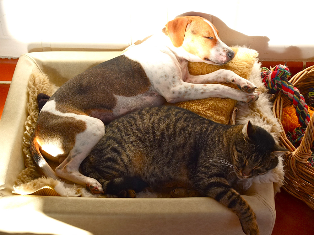 Gardhund I Was der Dansky so braucht