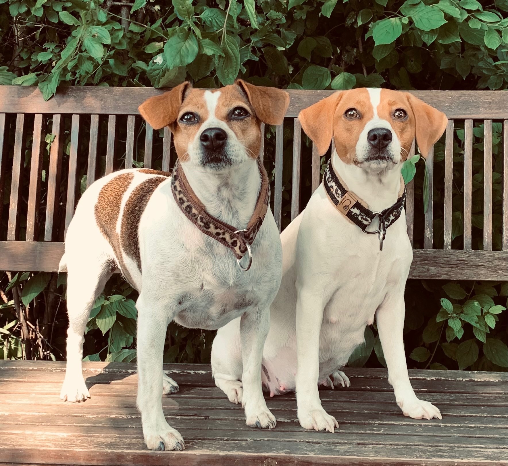 willkommen-i-der-dansk-svensk-gardhund-stellt-sich-vor